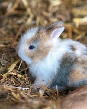 Small multicolored rabbit sitting in straw bedding Stock Photos