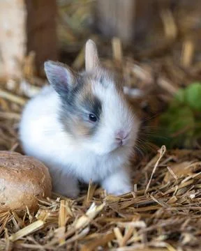 Small multicolored rabbit sitting in straw Stock Photos