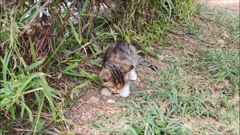 A small multicolored street kitten eats food in the green grass Stock Footage 252181295