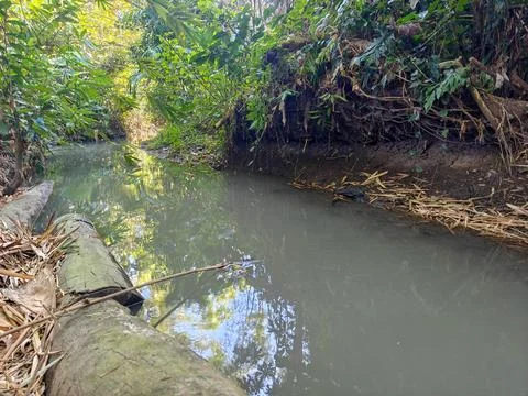 Small Murky Stream Flowing Through a Tropical Forest with Green Foliage Stock Photos