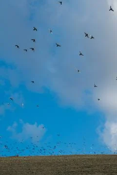 Small murmuration Stock Photos