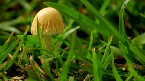Small Mushroom 2 스톡 동영상 137350278