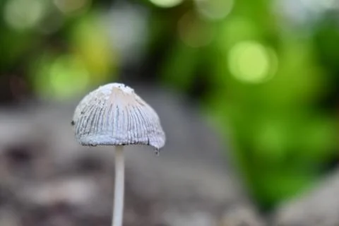 Small Mushroom Against Green Background Stock Photos