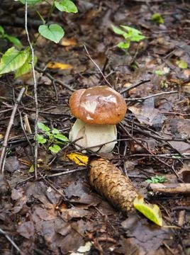 Small mushroom and pine cone in the autumn forest, close-up Stock Photos