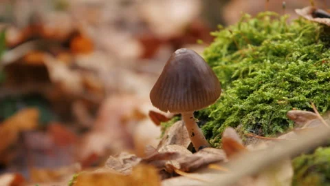 Small mushroom close-up. The mushroom grows among moss and fallen leaves. Stock Footage 258275484