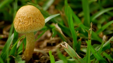 Small Mushroom (Closeup) 스톡 동영상 137350120