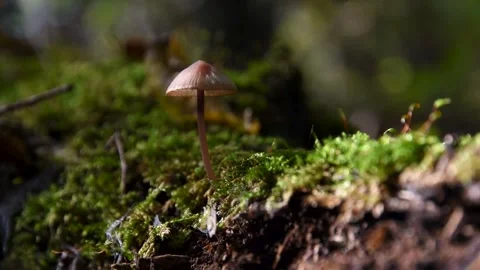 Small mushroom on dead tree covered with moss Stock Footage 292095190
