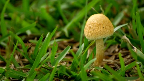 Small Mushroom 스톡 동영상 137351180