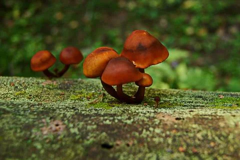 Small mushroom in the forest Stock Photos