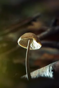 Small mushroom in forest under light Stock Photos