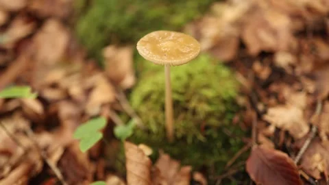 Small mushroom growing alone on forest floor surrounded by moss and autumn leave Stock Footage 318778412