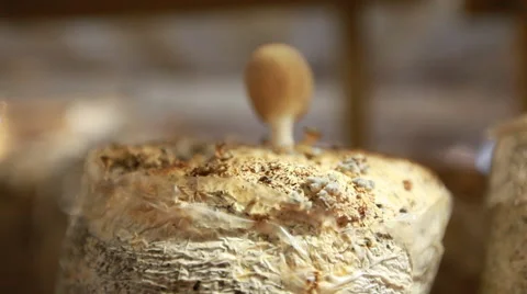 Small mushroom growing on a farm Stock Footage 44218360