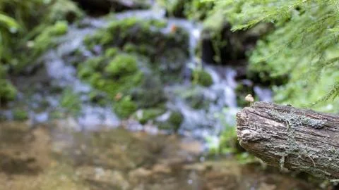 Small mushroom grows from a dead tree above a stream. Stock Photos
