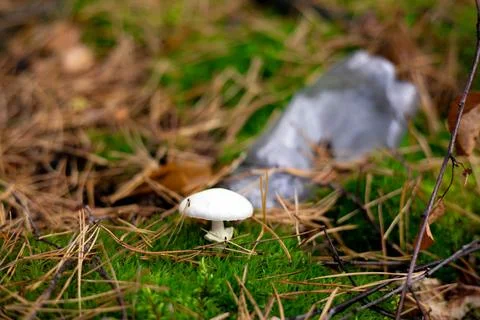 A small mushroom grows in moss in the forest next to a plastic bottle. Pollution Foto stock