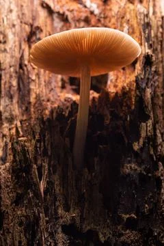A small mushroom grows on a rotten tree. close-up. Stock Photos