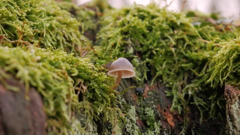 A small mushroom grows on a stump in the middle of moss. Close up. Stock Footage 258274250