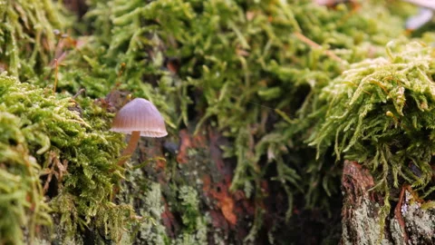 A small mushroom grows on a stump in the middle of moss. Close up. Stock Footage 258274454