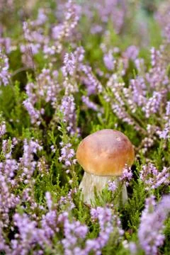 Small mushroom in heather Stock Photos