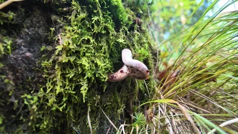 Small mushroom on moss, red droplets on stem base, forward drone, Sweden Stock Footage 346716738