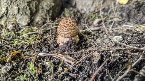 Small mushroom with patterned cap emerges from forest floor soil Stock Photos