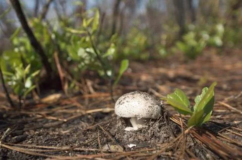 Small mushroom Stock Photos