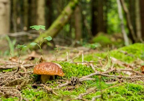 Small mushroom Stock Photos