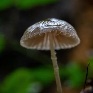 Small mushroom Stock Photos