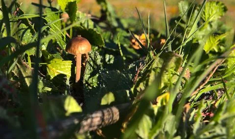 Small mushroom Stock Photos