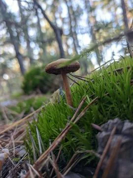 SMALL MUSHROOM Stock-Fotos