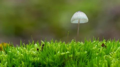 Small mushroom Foto stock