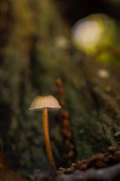 Small mushroom Stock Photos