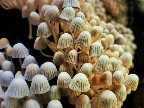 Small Mushroom on tree Stock Photos