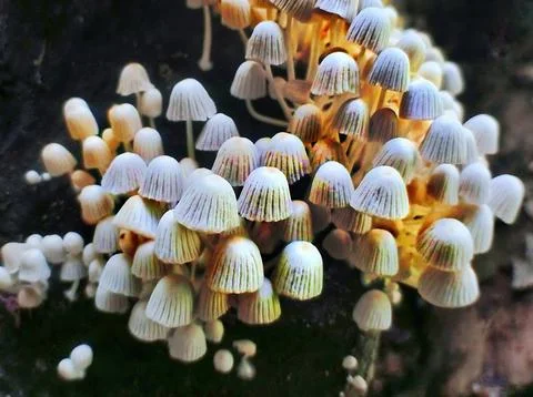 Small Mushroom on tree Stock Photos