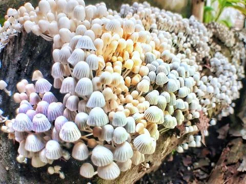 Small Mushroom on tree Stock Photos