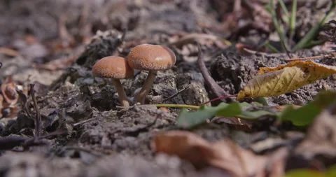 Small Mushrooms 스톡 동영상 286815378