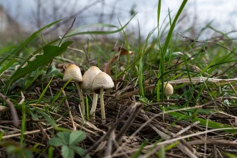 Small mushrooms in grass Stock Photos