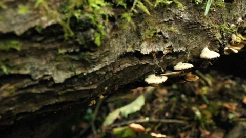 Small mushrooms growing on log Stock Footage 224954708
