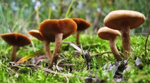 Small mushrooms Stock Photos