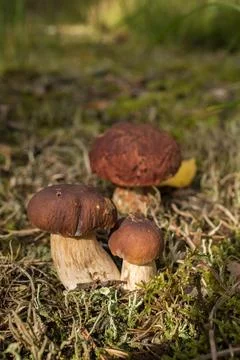Small mushrooms Stock Photos