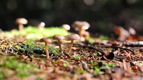 Small mushrooms rack focus Stock Footage 158060445