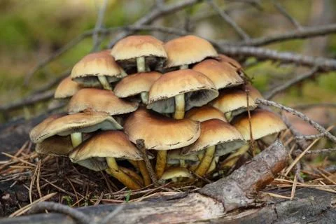 Small mushrooms toadstools Stock Photos