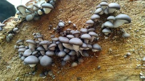 Small mushrooms on a tree cut. The name of the oyster mushroom. Stock Photos