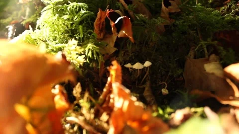 Small Mushrooms on a Tree Stock Footage 224954838