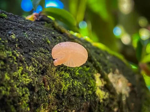 Small mushrooms in the tree Stock-Fotos