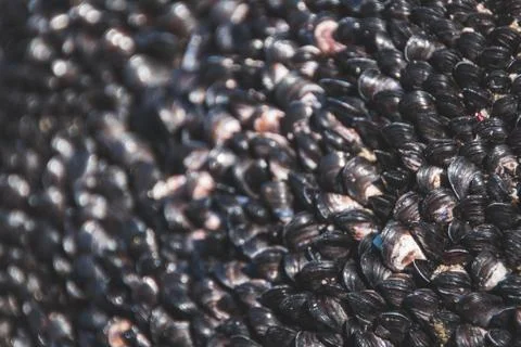 Small mussel shells attached to a boulder on a beach Stock Photos