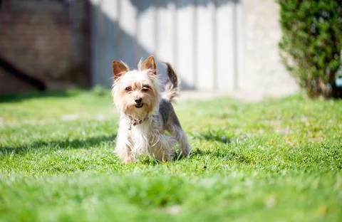 Small mutt dog in the yard Stock Photos