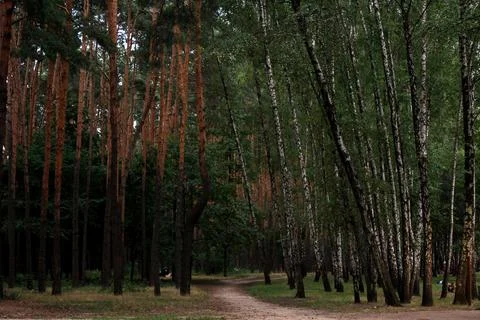 A small narrow footpath in the forest separates a pine forest with golden crowns Stock Photos