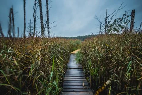 Small narrow path through reed at a lake Stock-Fotos