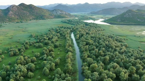 Small narrow river flowing through green forest in summer Stock Footage 134379328