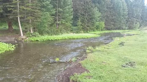 A small narrow river flows with a rapid stream through a clearing overgrown.. Foto stock